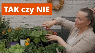 Które KWIATY uszczykiwać PEŁNA LISTA / Uszczykiwanie rozsady plusy i minusy / MrsGarden