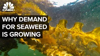 Why Demand For Seaweed Is About To Boom