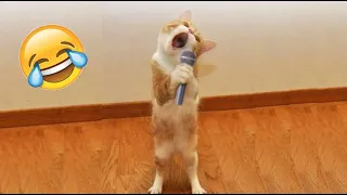 OMG So Cute ❤ Best Funny Cat Videos 2022 #2
