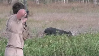 Bowhunting BIG boars IMPACT SHOTS (Part 1)