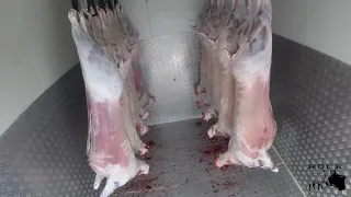 New Zealand sheep homekill headcam