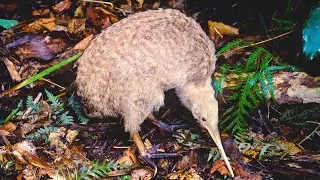 Why Kiwi's Lost The Important Ability To Fly | Primeval New Zealand | Real Wild