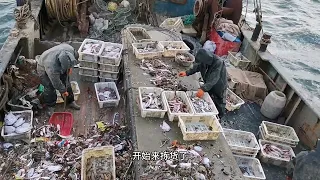 海上爆网遭海鸥抢食！渔网外皮全是白花花的鱼，撒出一把鱼啥场面 #出海 #捕鱼 #大海 #赶海