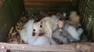 sugar glider disturbed from their peaceful sleep