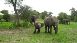 Baby elephant charge