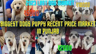 Biggest Dogs Puppy Recent Price Market In Punjab | 2023 Last Dog Market 😱