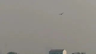 military macaw single free flight