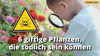 6 giftige Pflanzen in Deutschland: Besonders gefährlich für Kinder!