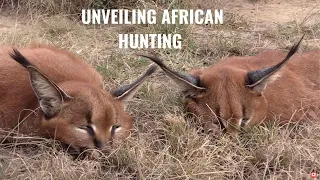 Experience the Thrill: African Hunting Unraveled