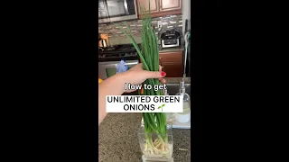 Never buy green onions again! (part 1)