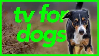 [No Ads] TV For Dogs - 20 Hour Walking Video for Dogs - Dog Entertainment