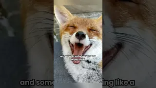 its angelic laughter healed me.#shortvideo #shorts#fox#injured#rescue