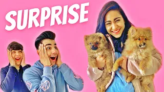 SURPRISING MY DOG WITH MY BROTHER & SISTER | Rimorav Vlogs