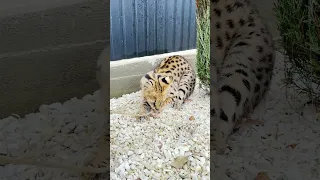 Стиль игры сервала Одина 😼| Serval Odin's gaming style 😼