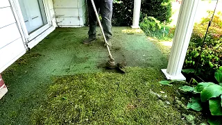 Mother Nature tries to TAKE OVER this Property (Moss Removal Hack)