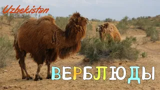 Uzbekistan Tashkent ВЕРБЛЮДЫ Корабли Пустыни Кызылкум