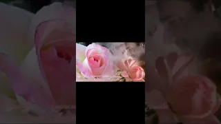 Хрупкие цветы моей любви-Азнавур