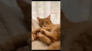 funny cat #shorts #funniestcats #funnyvideo
