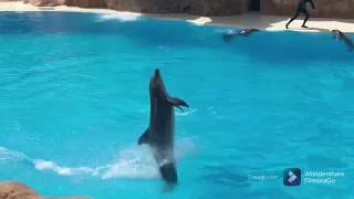 El espectáculo de los delfines (loro parque) Tenerife