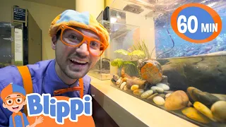 Blippi Visits the Pacific Science Center! | Blippi | Animals for Kids