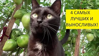 4 лучших сорта томатов! Батяня, Любимый праздник, Пудовик, Тяжеловес Сибири.