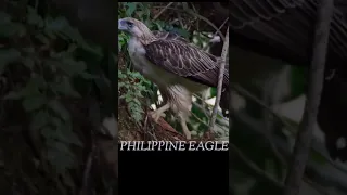 PHILIPPINE EAGLE in Mt.APO#viral #short