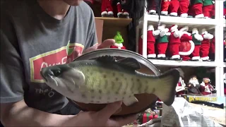 Big Mouth  Billy Bass Jr  and 15 year edition Unboxing