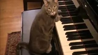 Piano Playing Cat : Top 10 Most Talented Pets