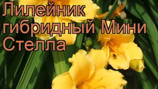 Лилейник гибридный Мини Стелла (mini stella) 🌿 обзор: как сажать, рассада лилейника Мини Стелла