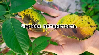 Черная пятнистость-Марсонина/Чем лечить ее лечить? / Радомил + Фалькон / Строби и другие препараты