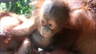 Gatot's first day at baby school