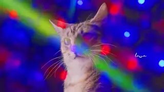 Party Cat DJ | Catto Track | Light Upali | Me Sepa Loke