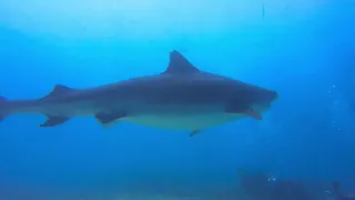 Tiger Sharks in the Maldives - deep south Tour, November 2022