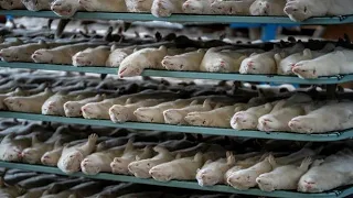 Amazing Mink Farming Techniques - Mink Fur Harvesting and Processing Factory In - Mink Fur Industry