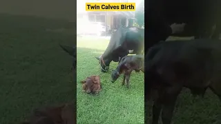 Twin Calves Birth l The Birth of Twin Cow Baby