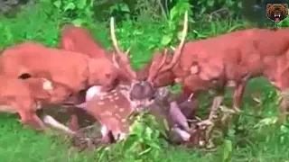 Shaky Footage Wild Dogs Eating A Spotted Deer Alive   С Дрожанием Камеры При Съемке Диких Собак Едят