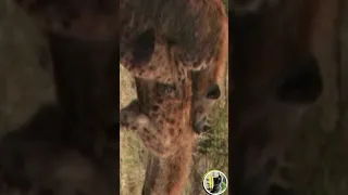 Did you know that female hyenas have pseudo-penis #shortvideo #shorts #shorts