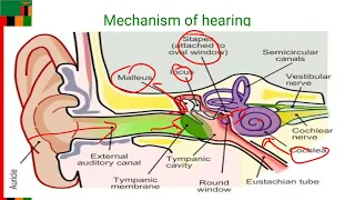 physiology of hearing