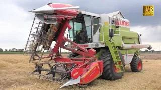 Claas Dominator 88 SL Maxi mit Geringhoff Klappschneidwerk 5,4m - Mähdrescher mäht Roggen