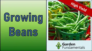 Growing Green Beans for Maximum Yield 🌿🌿🌿 Bush Beans and Pole Beans