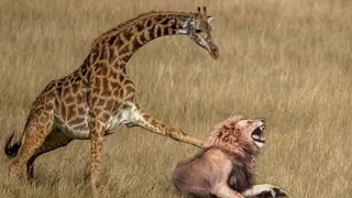 Mother Giraffe kicks Lion head and kills it to save her baby, harsh life of Wild Animals