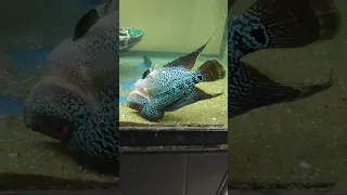 heater killed flowerhorn fish | இறப்பு