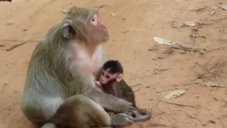 monkeys giving milk to baby monkeysLangur monkeys grieve over fake monkey - Spy in the Wild: Episode