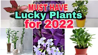 TOP 18 LUCKY PLANTS FOR 2022