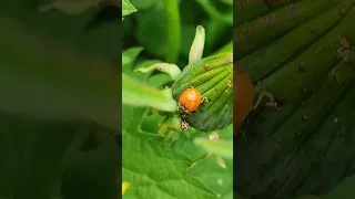 Marienkäfer [Cocci ellidae] bei der Paarung