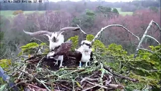 She's back! The return of resident female  Osprey CJ7 to Poole Harbour: three in a nest! 31 Mar 2023