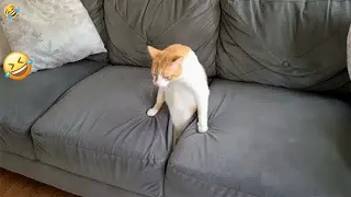 😘 Funniest Dogs and Cats 😍 Funny Videos Every Days 😅