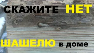 Как побороть шашеля в деревянном доме! Быстро и эффективно выводим жуков из бревен и защищаем доски!