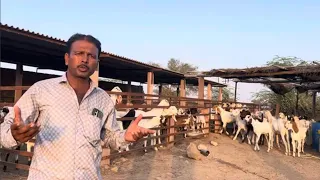 Kum Range Ki Patti In Jodhpur | Al Burraq Goat Farm | Saste Bakre.