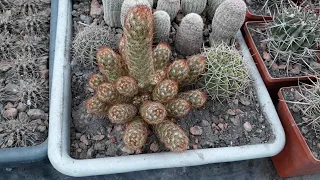 Кактусы. Пересадка. Mammillaria.